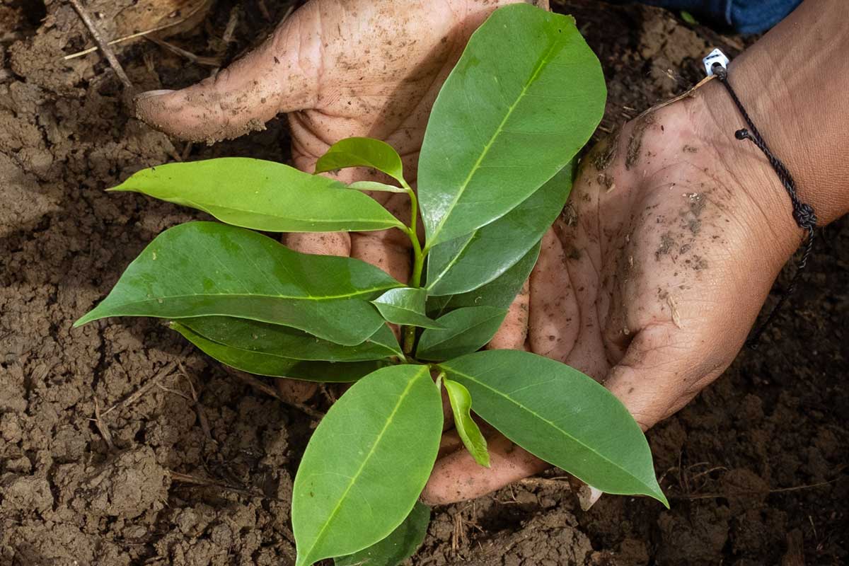 hand holding seedling in soil